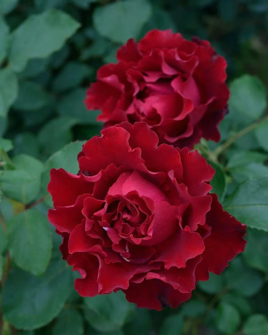 【纪念芭芭拉】扦插灌木月季玫瑰花苗盆栽优选可地栽户外花园月季苗