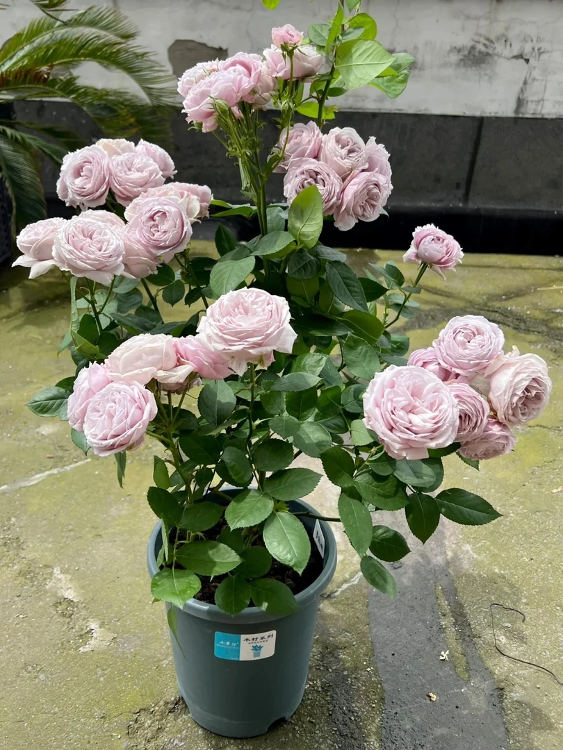 罗丝琳灌木大花浓香多季勤花丰花阳台庭院绿植花卉盆栽地载扦插苗