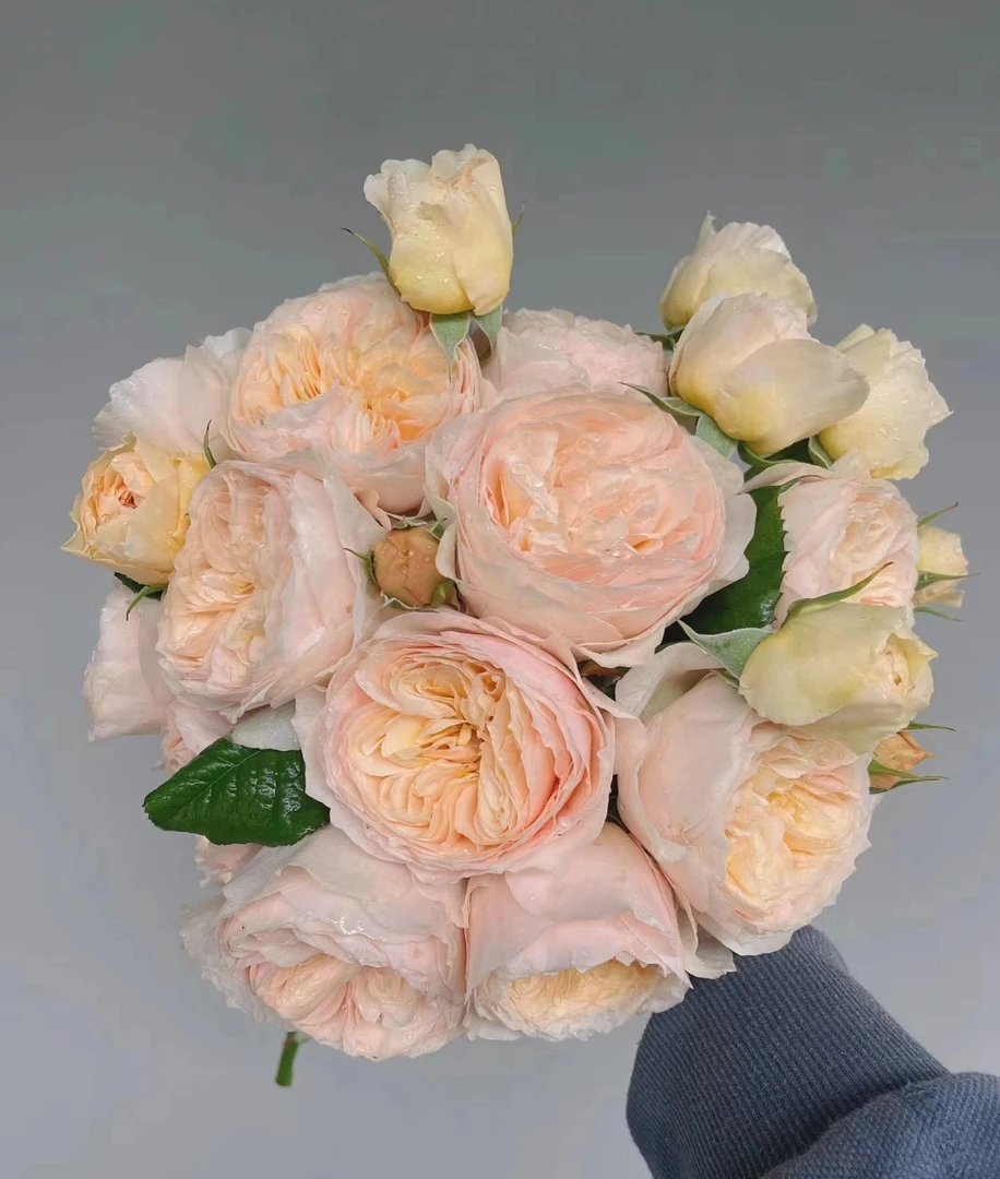 涵仙藤本月季高颜值盆栽小苗优选阳台可地栽户外花园嫁接月季苗