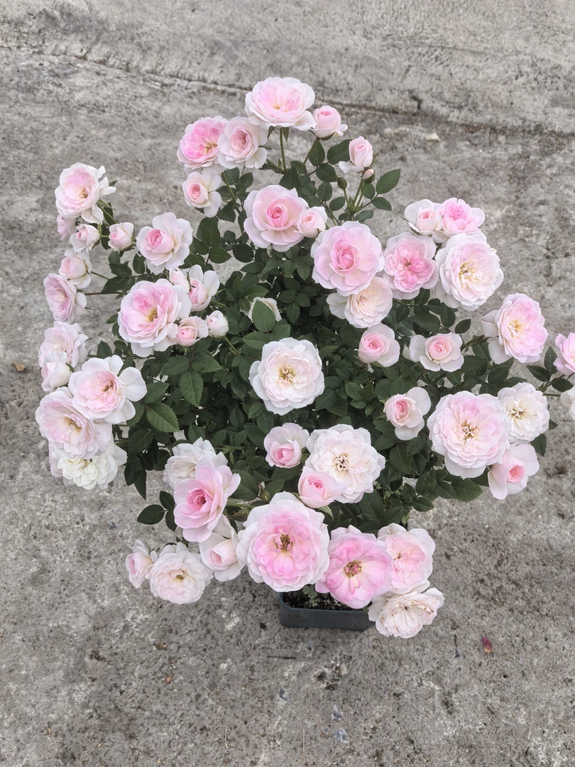 P18棒棒糖月季【超微玛丽】超微月多季丰花勤花阳台新手嫁接棒棒糖