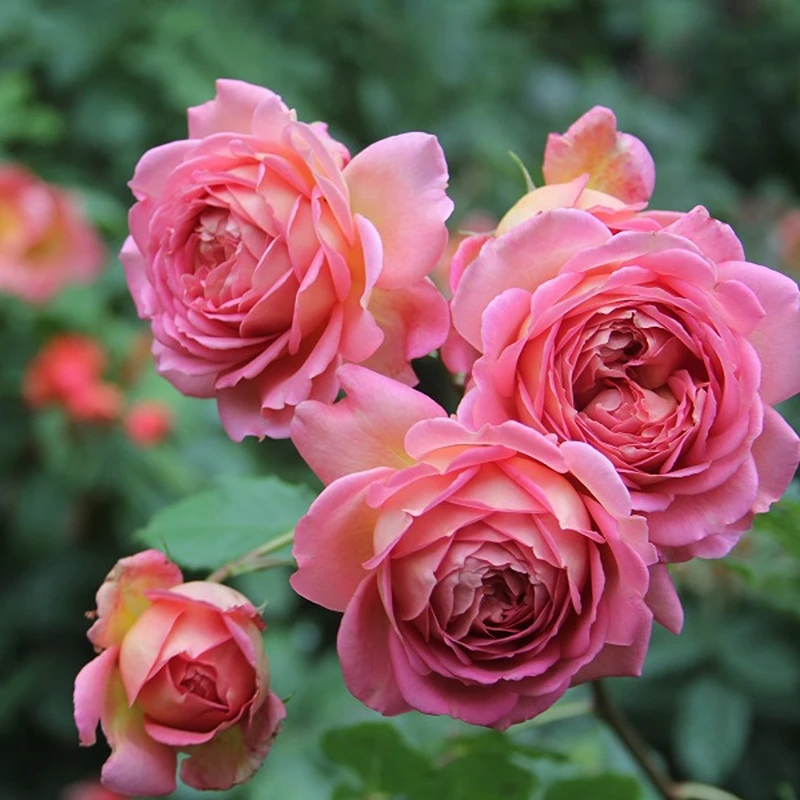 S18中大苗银禧庆典浓香英国奥斯汀灌木切花月季玫瑰花卉阳台苗