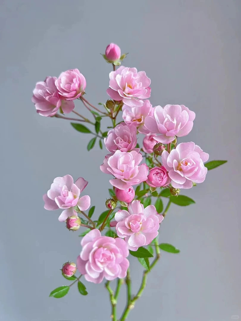 推荐微型月季花【樱板】勤花多花微型月季盆栽四季小苗新手绿植苗