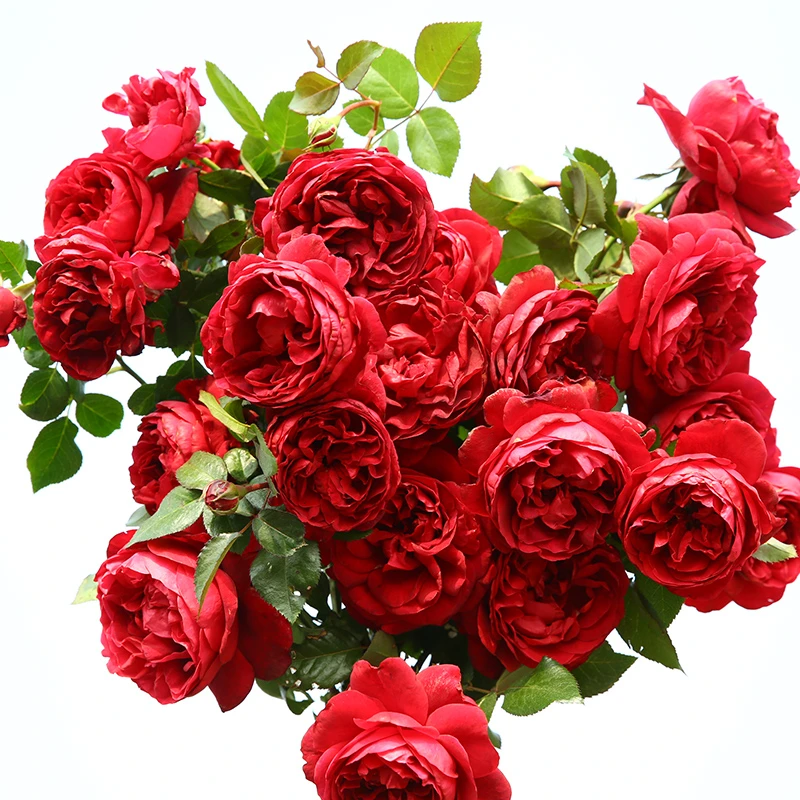 庭院四季阳台藤本丰花 玫瑰国度天使 攀爬月季 耐寒蔷薇爬墙多季