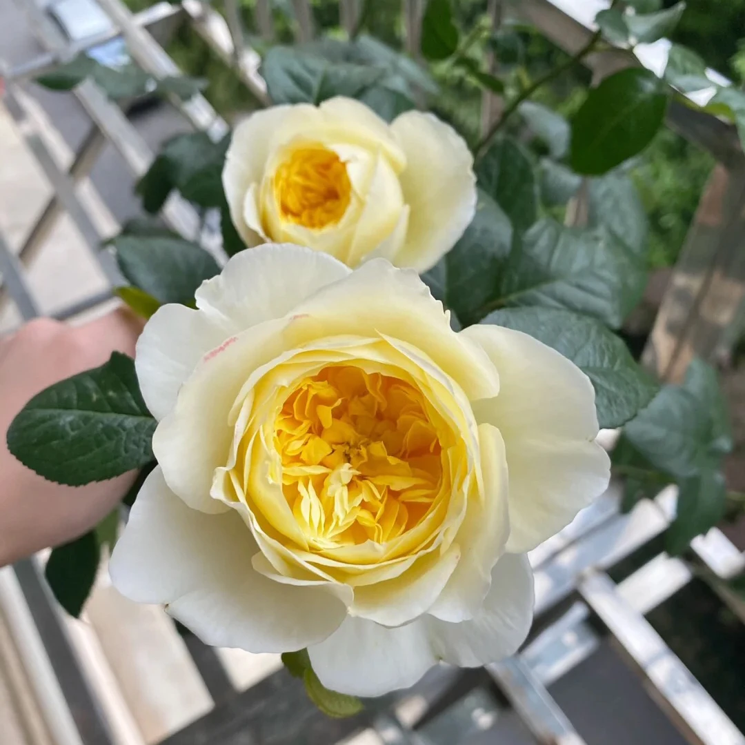 S18中大苗新品【柠檬雪酪】爬藤品种带盆地栽户外花园扦插月季苗