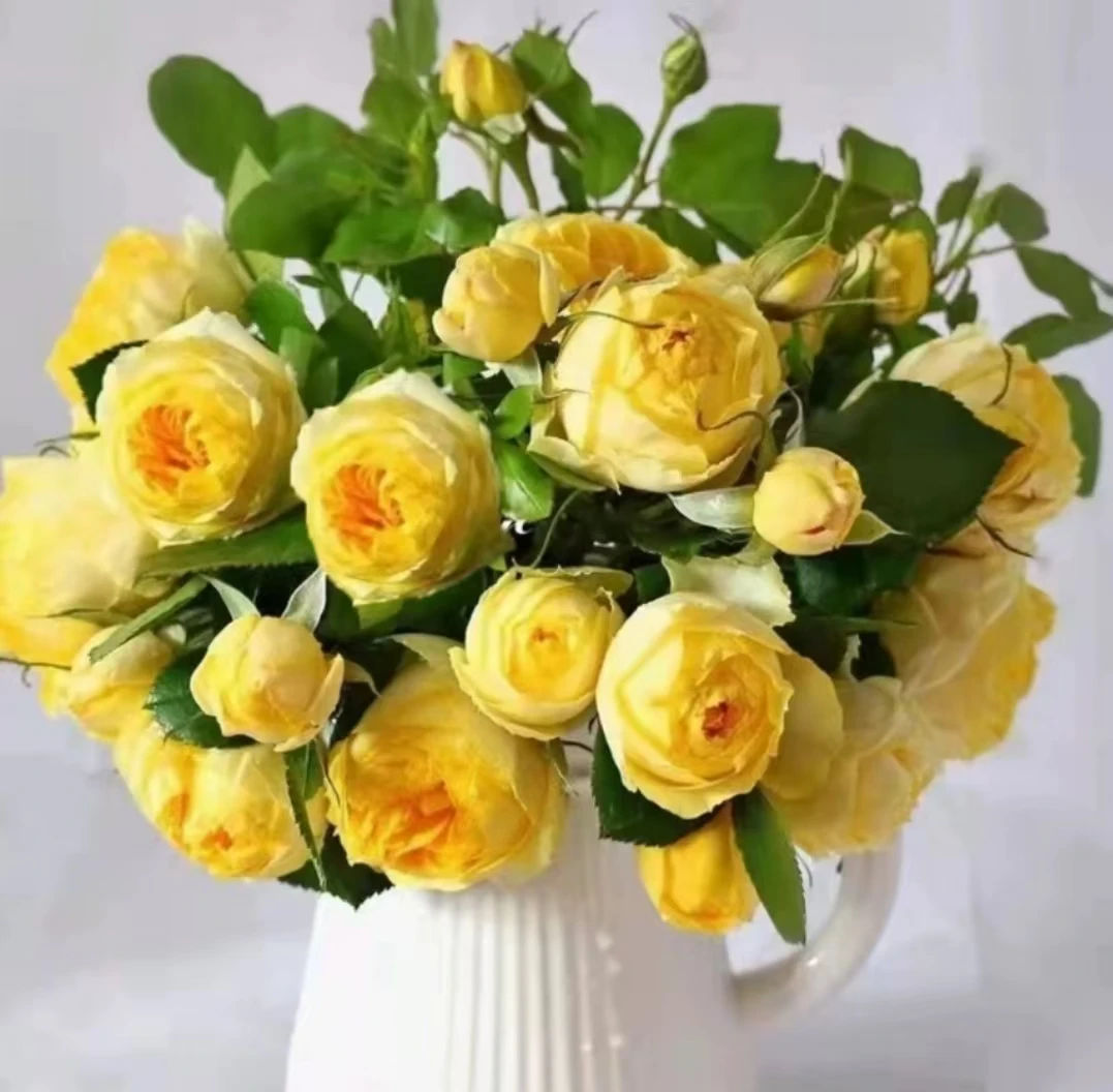 P14原盆原土【金si雀】中大苗月季月季微月金黄色阳台庭院盆栽