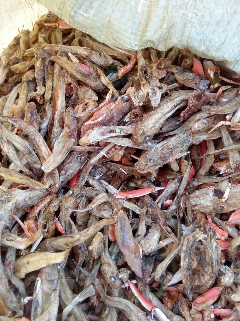 烘干饲料小鱼干（2.5公斤）/包