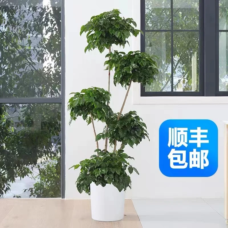五层网红造型幸福树室内绿宝大型绿植办公室客厅吸甲醛净化空气