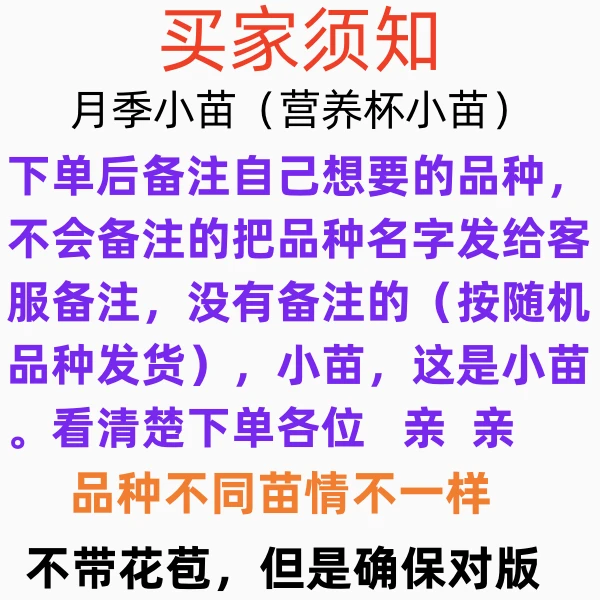 四季藤本月季花苗灌木大花浓香小苗庭院阳台爬藤植物花卉玫瑰盆栽