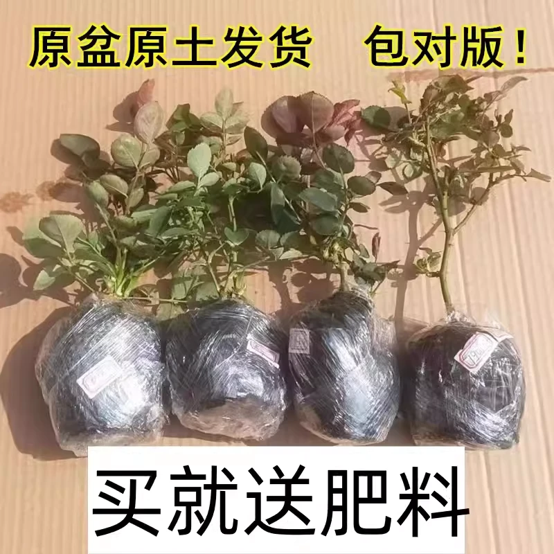 四季灌木月季花苗大花浓香小苗庭院阳台爬藤植物花卉盆栽