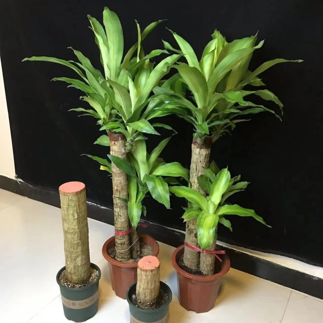 巴西木幸运木盆栽绿植花卉水培植物土栽发芽室内客厅卧室办吸甲醛