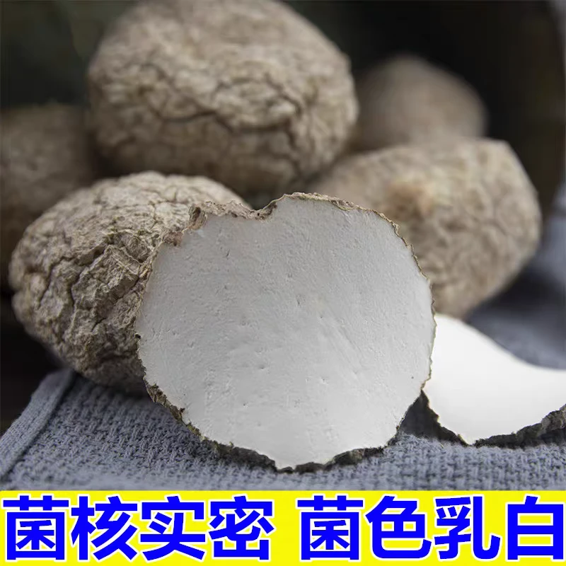 云南山货土特产虎乳菌