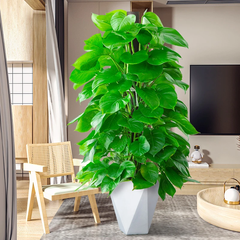 大叶绿萝柱除甲醛盆栽大型植物室内客厅好养活办净化