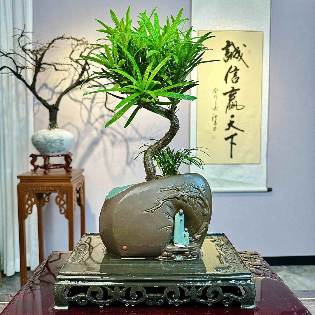 意境-S弯罗汉松鲜活室内四季好养花卉绿植盆栽盆景客厅桌面自然
