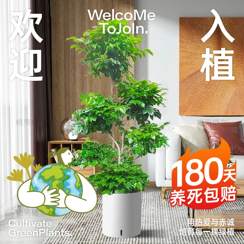 多层多头绿宝树直杆款步步高升造型盆栽客厅室内大型绿净化四季