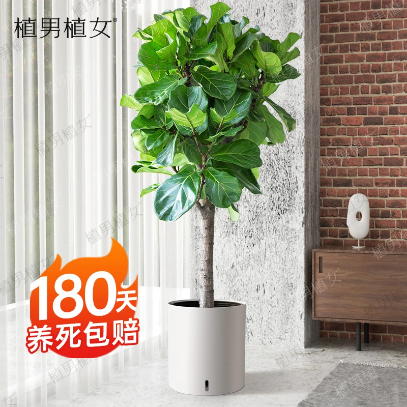 超品琴叶榕盆栽室内绿植大型植物客厅大盆栽大叶子净化上门新房