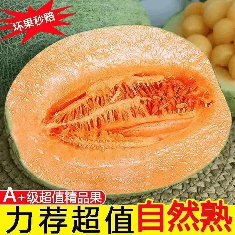 【脆甜】正宗现摘哈密瓜新鲜西州蜜甜现摘孕妇热带水果密瓜整箱