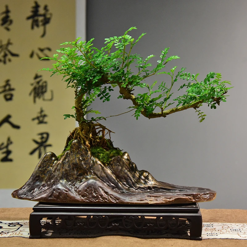 清香胡椒木室内好养盆景盆栽绿植花卉茶桌客厅阳台美观