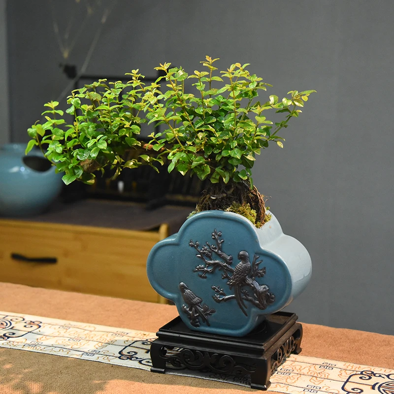 临水飘枝提根雀梅盆景造型植物盆景室内中式桌面摆件四季常