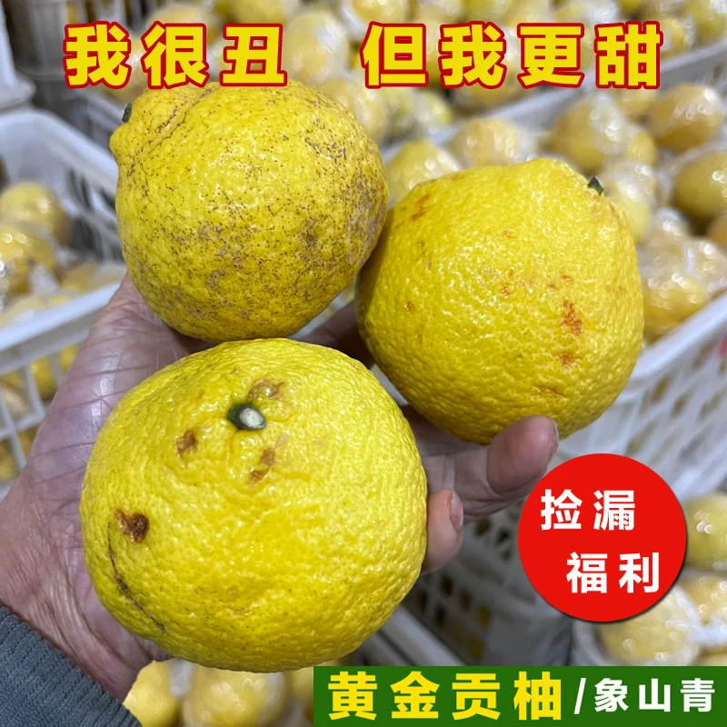 黄金贡柚【微瑕果捡漏】纯甜象山青湖南岩垅手剥橙现摘春香金柚大果