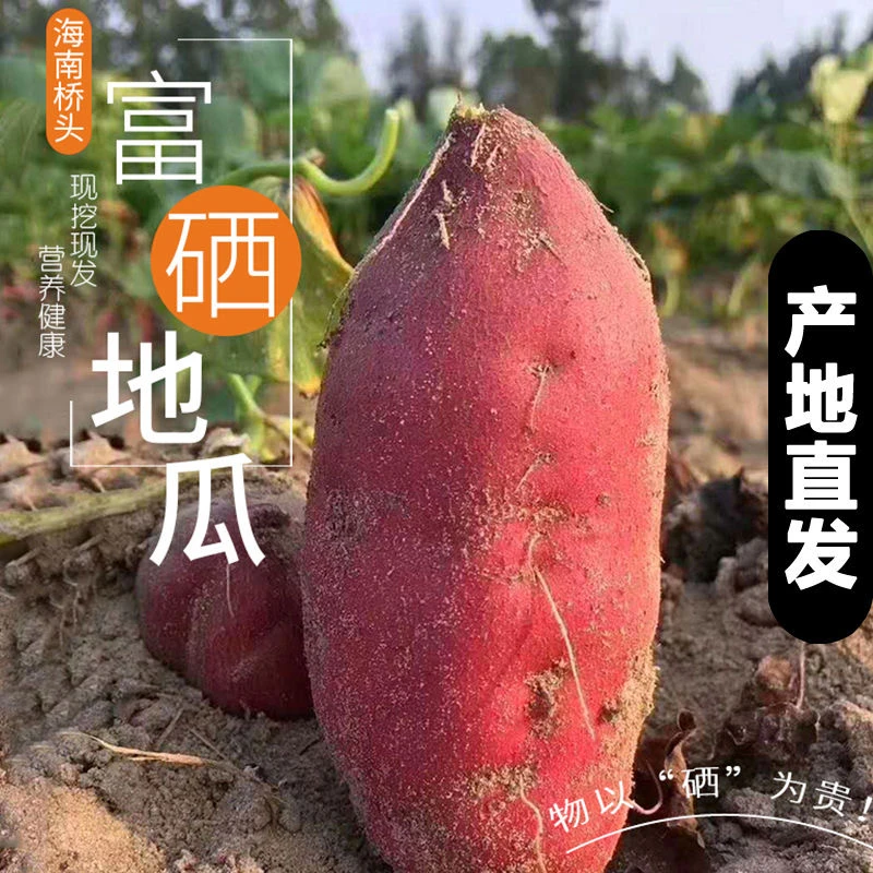 【海南桥头发货】富硒沙土地瓜桥头地瓜香甜食用干粉面中小果5/9斤