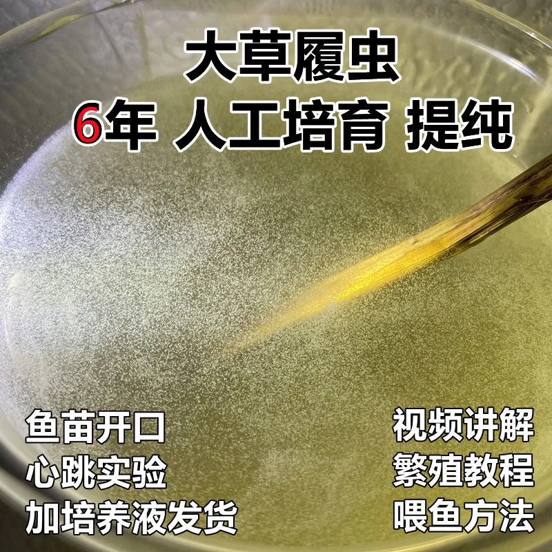 大草履虫洄水种苗观赏鱼活体饲料金波子斗鱼斑马鱼苗开口饲料实验
