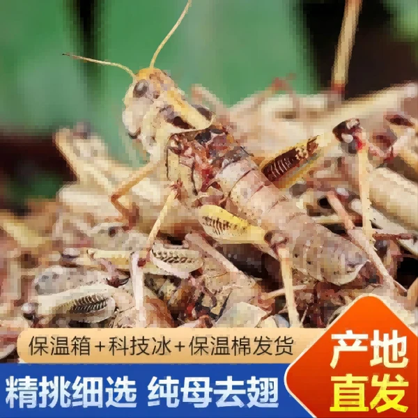纯母去翅蚱蜢蝗虫飞蝗包邮