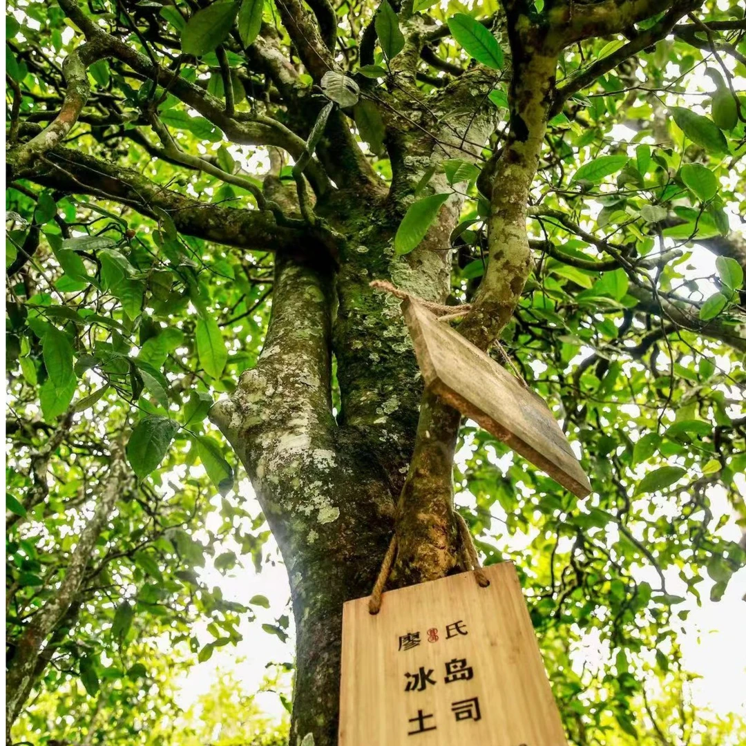 廖氏普洱 商品通用链接（冰岛老寨中大树散茶生茶 500g ）
