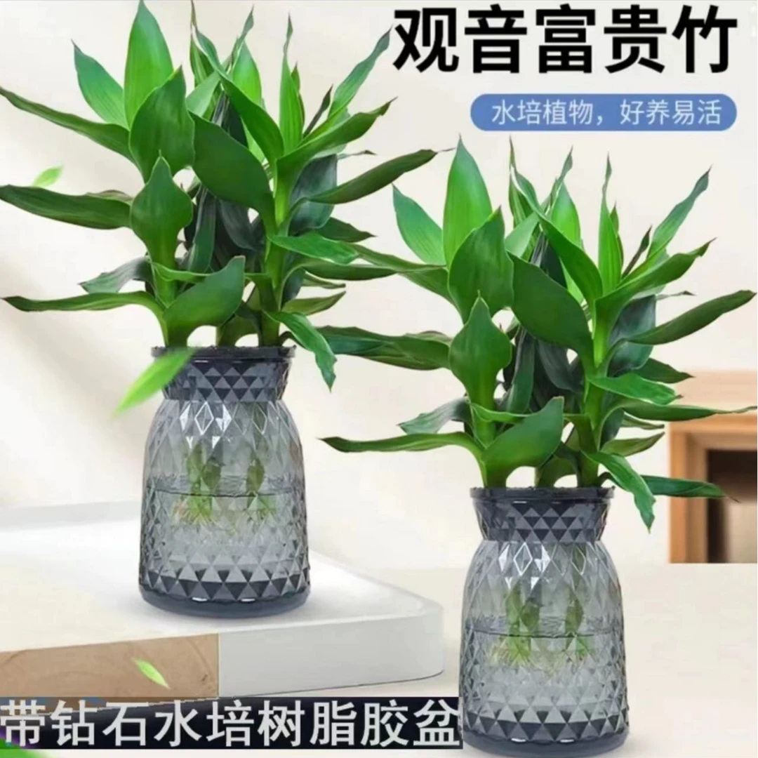 【买一送一】观音竹水培好养易活植物盆栽室内绿植简单轻奢树脂盆