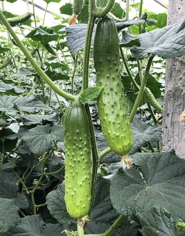 【猴瘦瘦农场】小猴家现摘现发本地生态种植秋黄瓜三斤