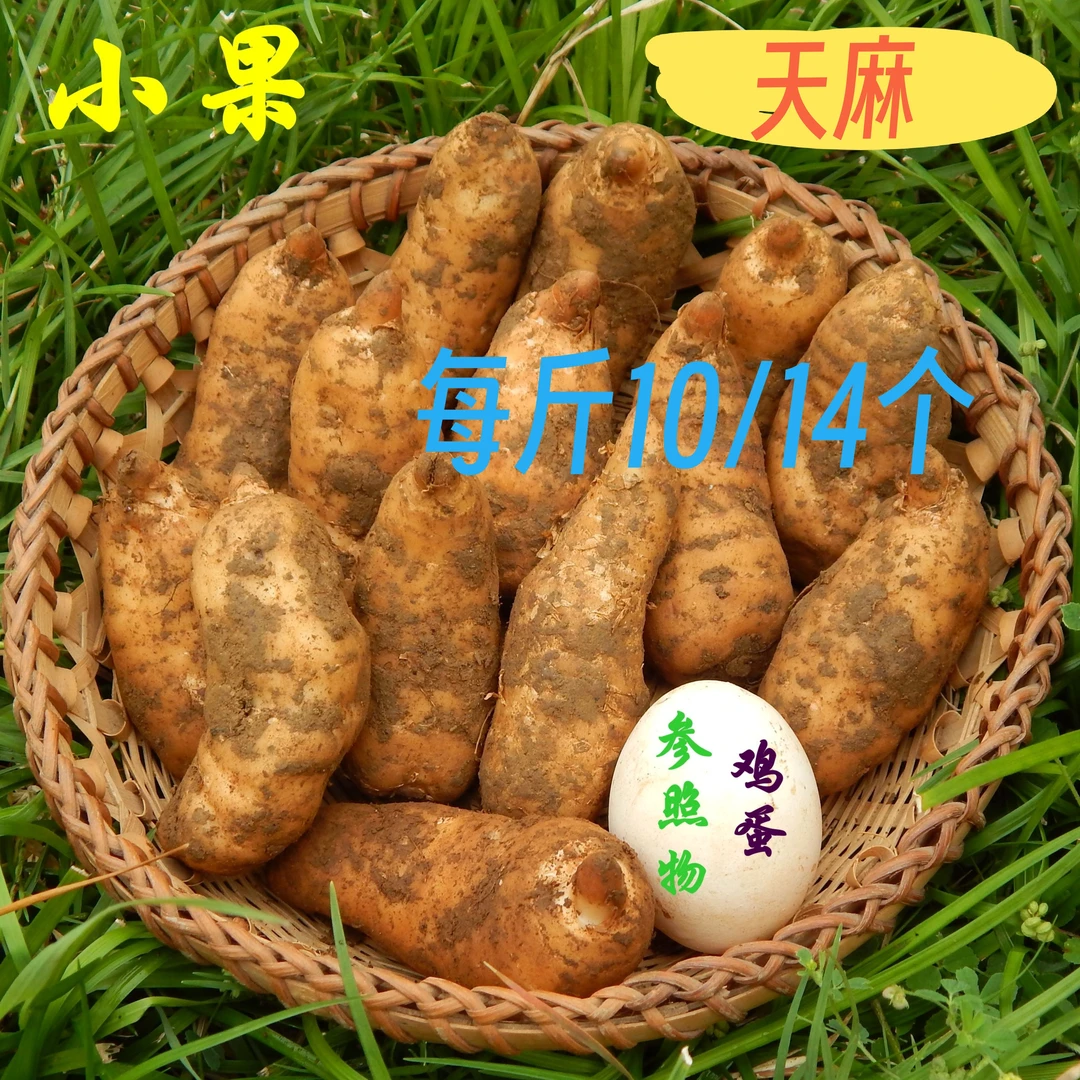 【小果】昭通鲜天麻彝良小草坝高山乌天麻尝鲜季 小天麻每斤10/12个