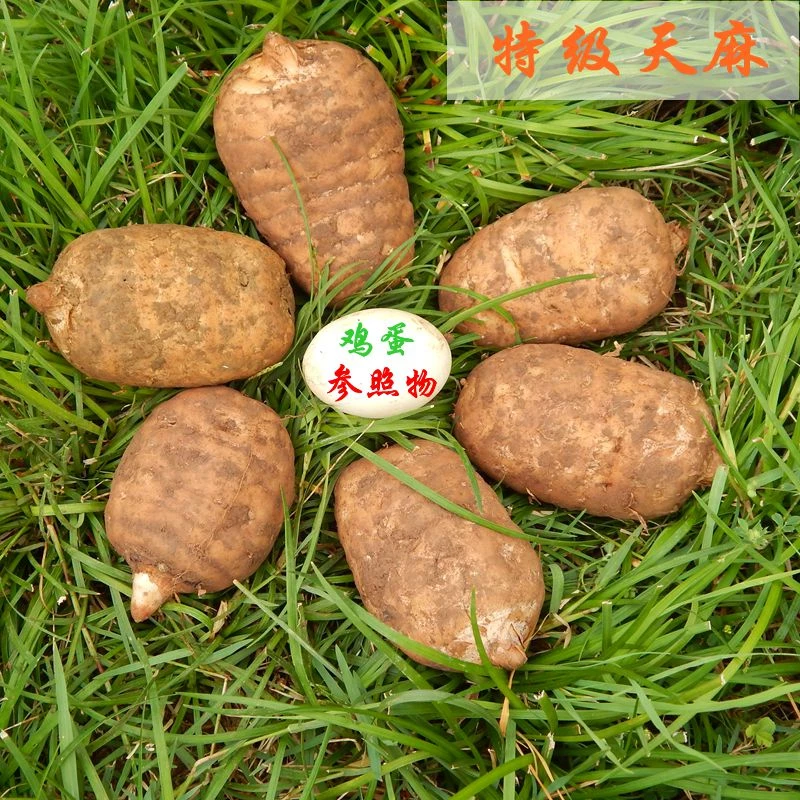 【自产自销】 云南昭通彝良小草坝老品种高山乌天麻正宗老品种天麻