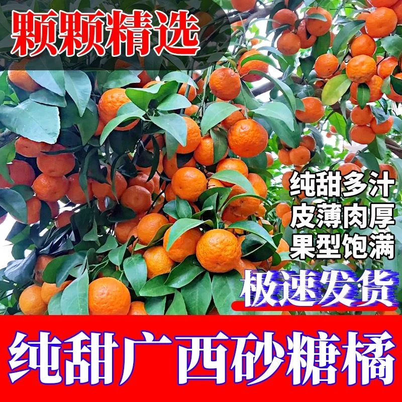 广西正宗砂糖橘皮薄无籽桔子10斤整箱批发新鲜应季水果冰糖橘子