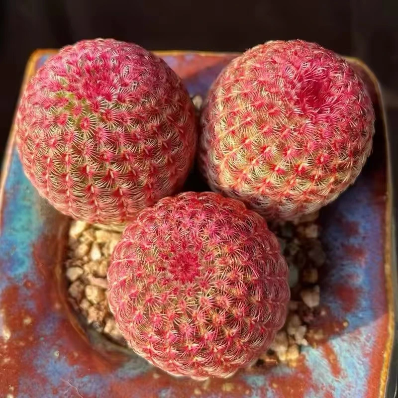 实生红太阳仙人球红刺开花多肉好养仙人掌多肉室内防辐射小盆栽