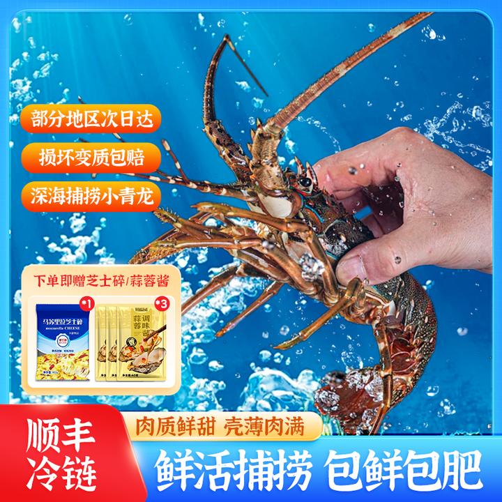 新鲜活冻海捕小青龙肉肥鲜嫩刺身品质冷链直发低温捕捞（350-450g）