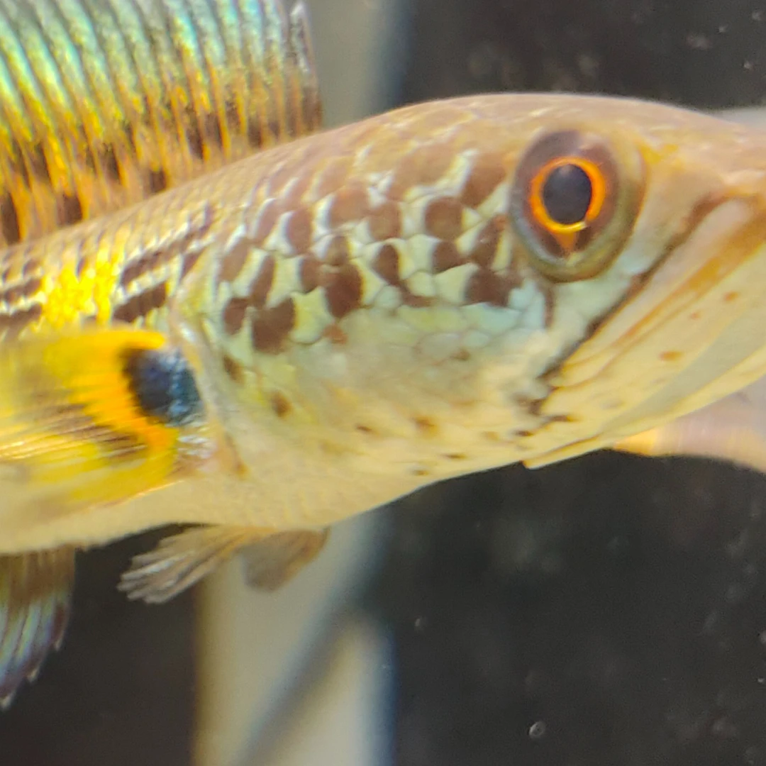 黄金眼镜蛇雷龙鱼
