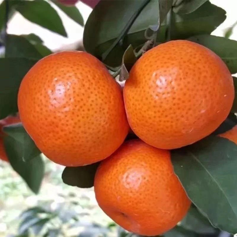 【金秋沙糖桔苗】正宗广西嫁接无籽沙糖桔苗砂糖橘树苗果树苗