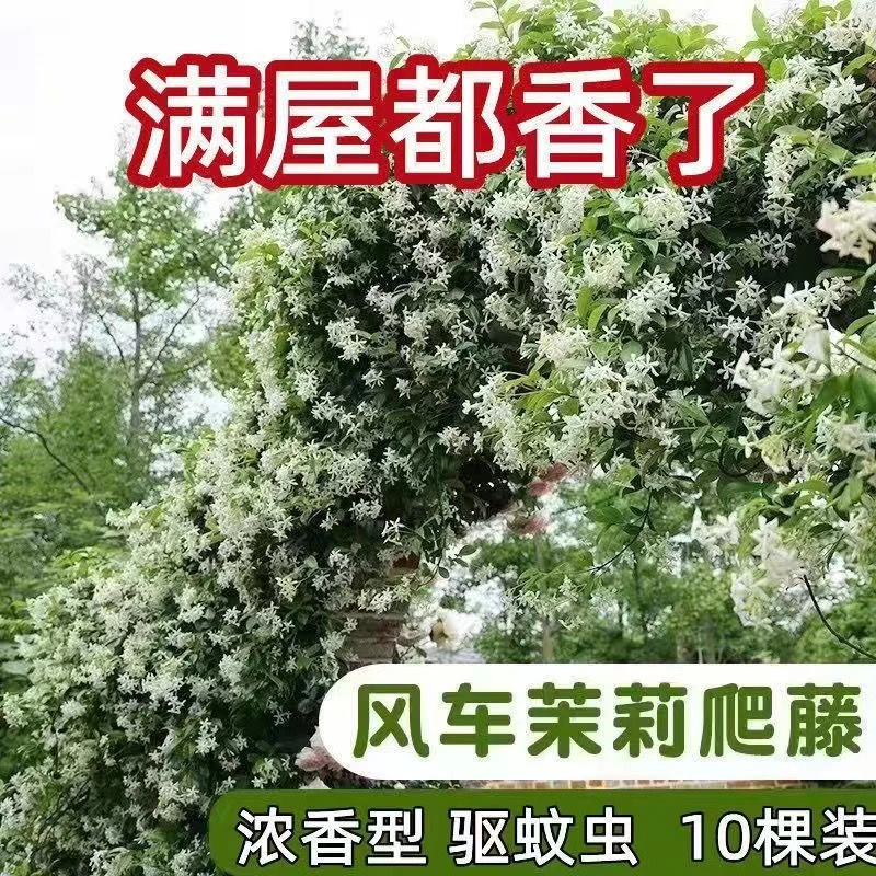 风车茉莉银丝茉莉爬藤浓香型四季花卉常青耐热藤本庭院耐晒好养活
