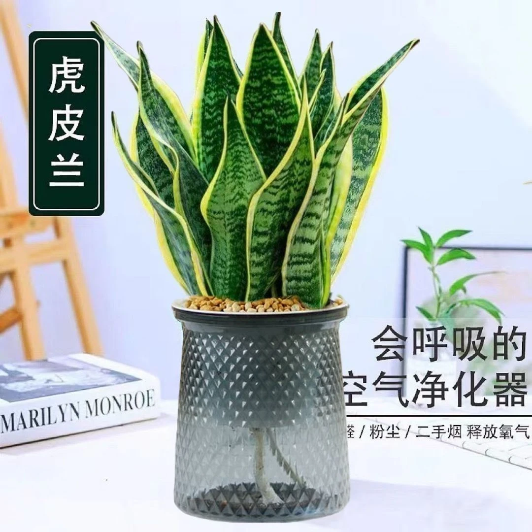 虎皮兰水培植物盆栽办公桌绿植室内好养四季常绿绿植盆栽室内