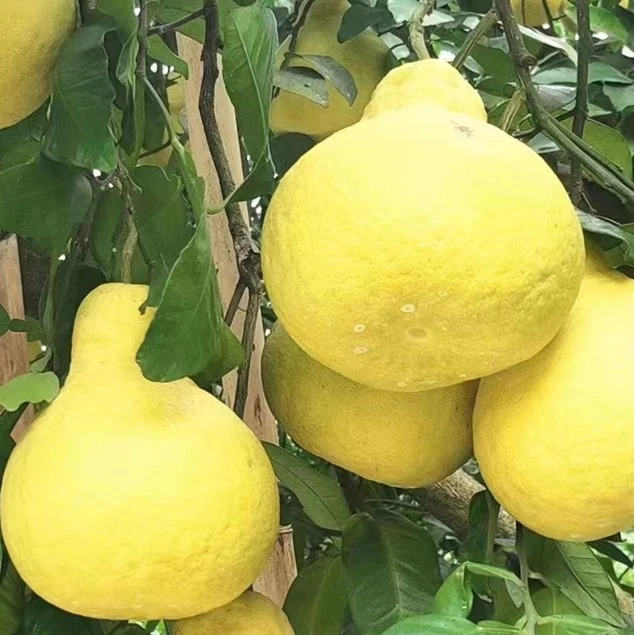【丹丹严选】重庆长寿邻封老树沙田柚新鲜采摘纯甜无酸产地直发包邮