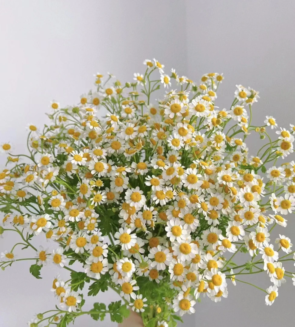 【半岛花铺】洋甘菊 任意两单升级顺丰冷链包邮鲜切花