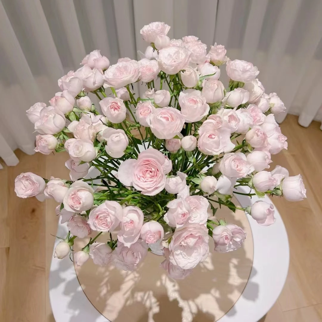 【半岛花铺】仙子之吻 多头玫瑰任意2单或以上包邮发货鲜切花