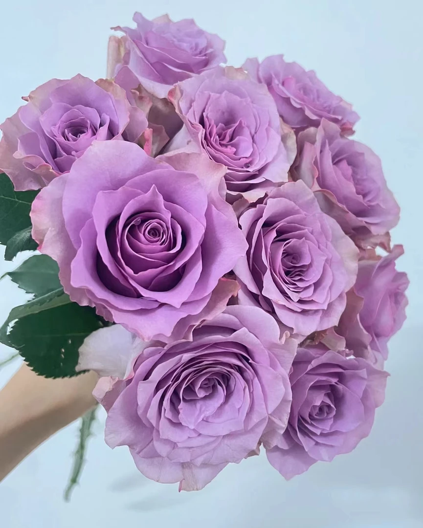 【半岛花铺】紫霞仙子 紫色玫瑰任意2单或以上包邮发货鲜切花