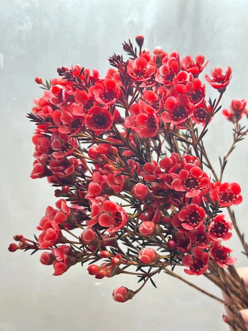 【半岛花铺】腊梅 任意两单顺丰包邮 鲜切花