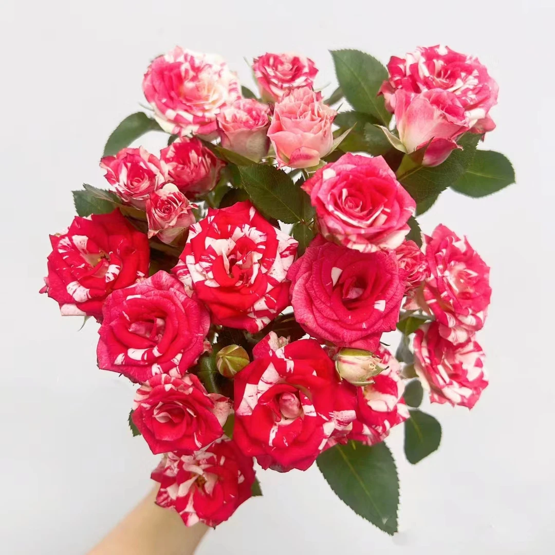 【半岛花铺】梦幻水晶 多头稀有玫瑰 花期长颜值高云南昆明基地直发