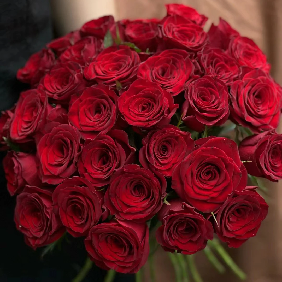 【半岛花铺】传奇 单头玫瑰  红色系 花期长 云南昆明基地现采现发