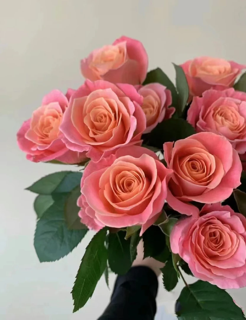 【半岛花铺】猪小姐 单头玫瑰 轻熟风 任意2单或以上包邮发货鲜切花