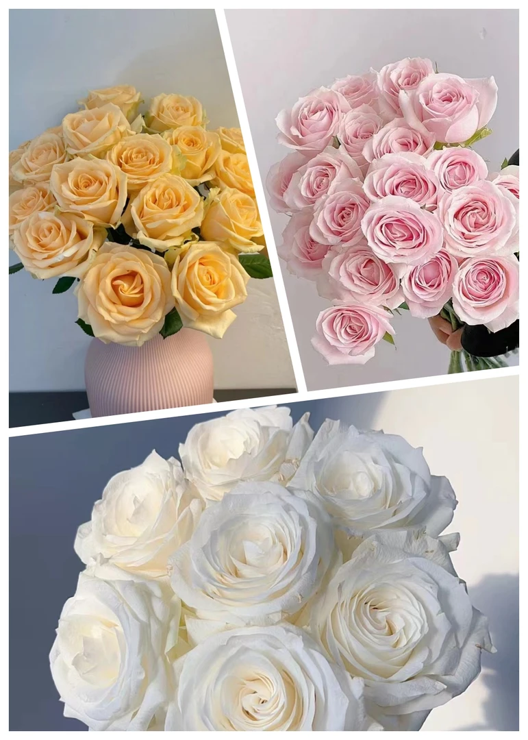 【雪山三件套】白雪山+粉雪山+香槟 云南鲜切花玫瑰组合