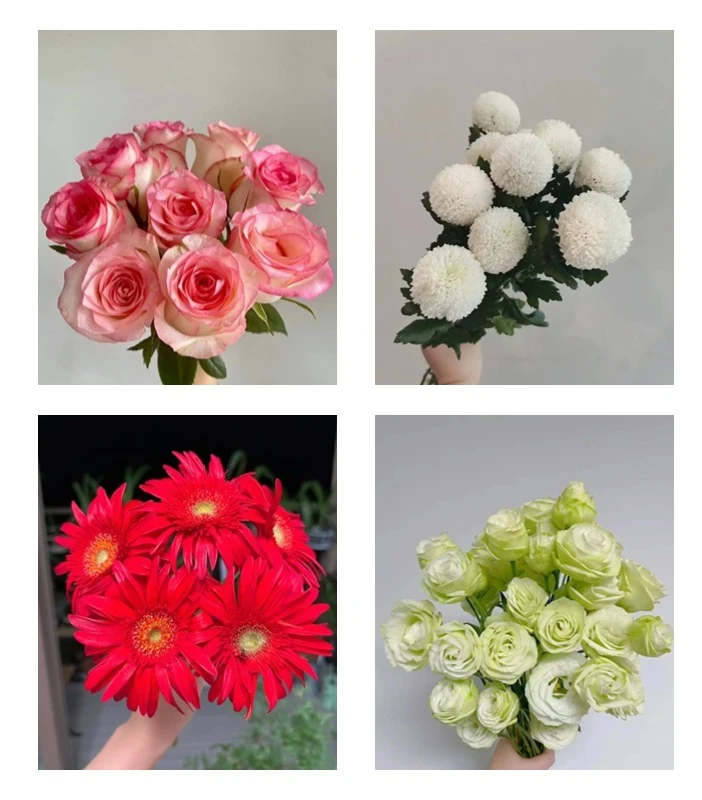 【半岛花铺】艾莎20枝+黄色乒乓菊+绿色洋桔梗+非洲菊 鲜切花包邮
