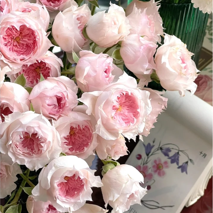 【半岛花铺】莫妮卡戴维 稀有多头玫瑰 任意2单升级顺丰