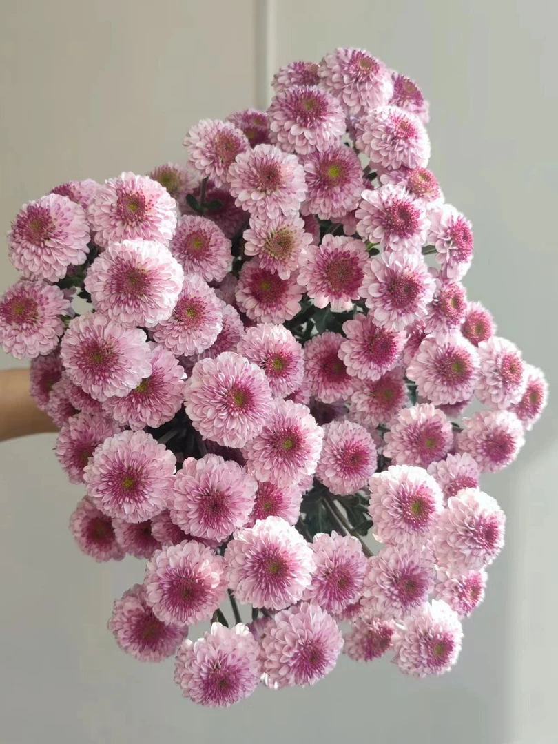 【半岛花铺】粉妍 小雏菊 任意两单升级顺丰冷链包邮鲜切花